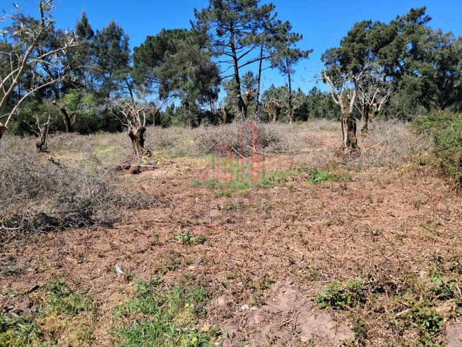 Terreno para Venda em Eiras e São Paulo de Frades Foto 8
