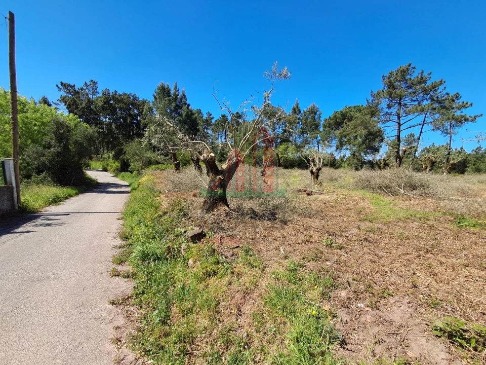Terreno para Venda em Eiras e São Paulo de Frades Foto 12