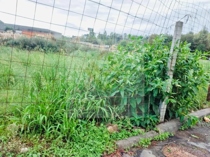 Terreno para Venda em Santa Maria de Lamas Foto 3