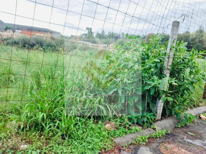 Terreno para Venda em Santa Maria de Lamas Foto 3