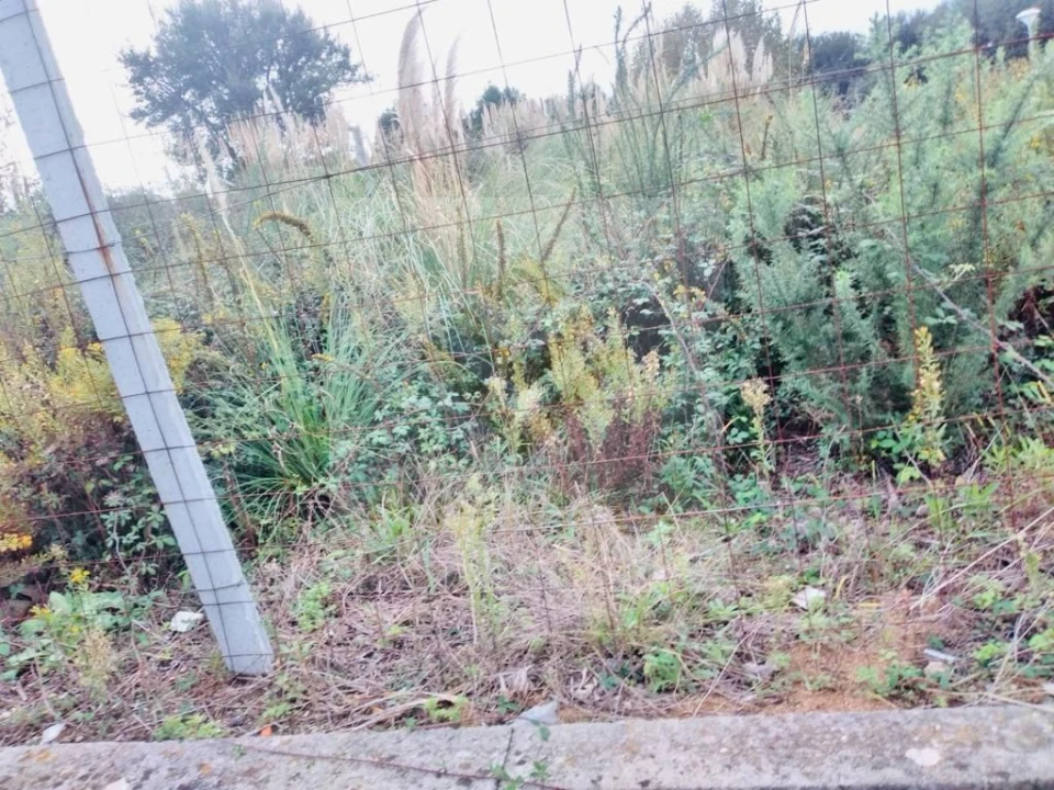 Terreno para Venda em Santa Maria de Lamas Foto 5