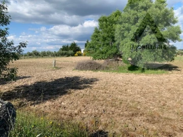 Terreno para Venda em Alcains