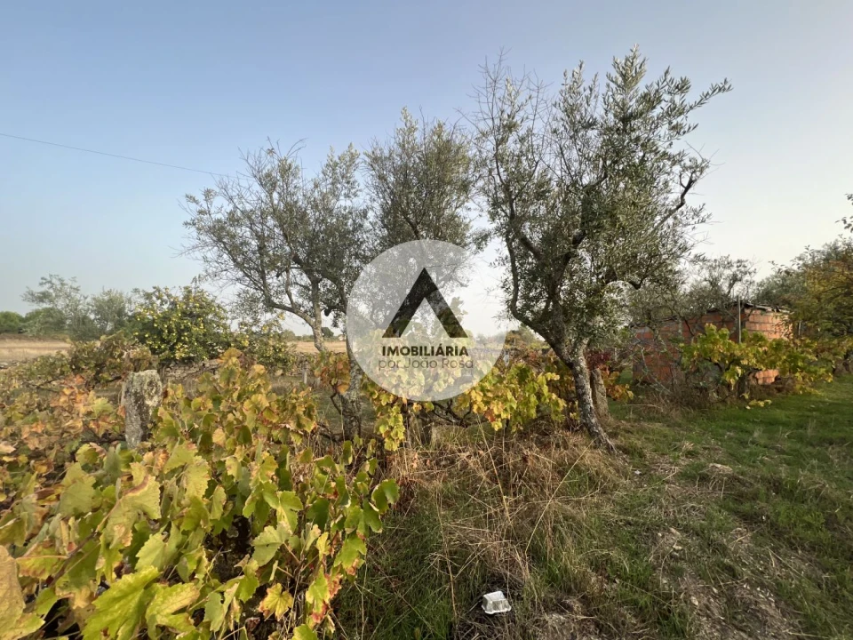 Terreno para Venda em Alcains Foto 19