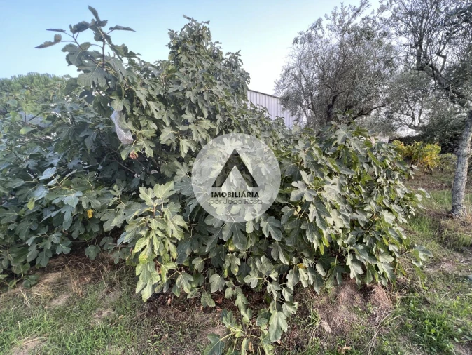 Terreno para Venda em Alcains Foto 4