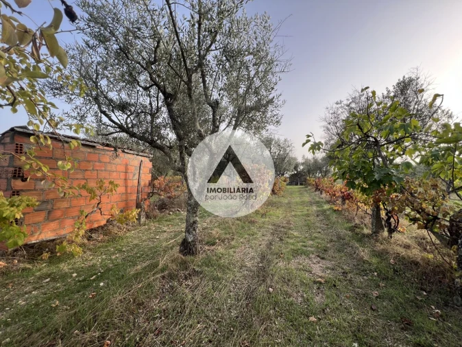 Terreno para Venda em Alcains Foto 20