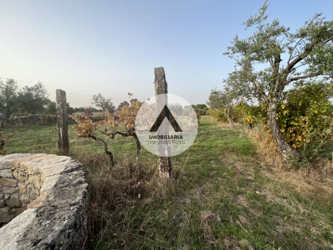 Terreno para Venda em Alcains Foto 2