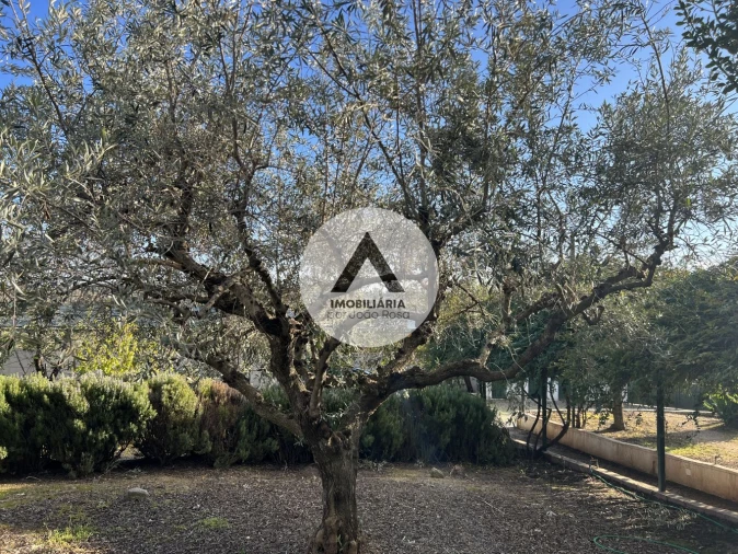 Moradia T6 para Venda em Idanha-A-Nova e Alcafozes Foto 36