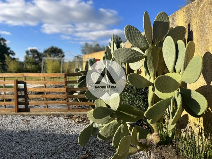 Moradia T6 para Venda em Idanha-A-Nova e Alcafozes Foto 35