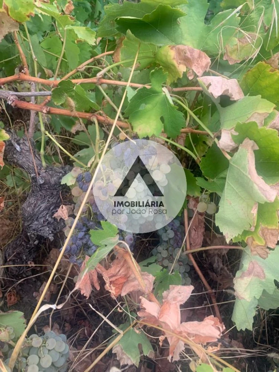 Terreno para Venda em Alcains Foto 11