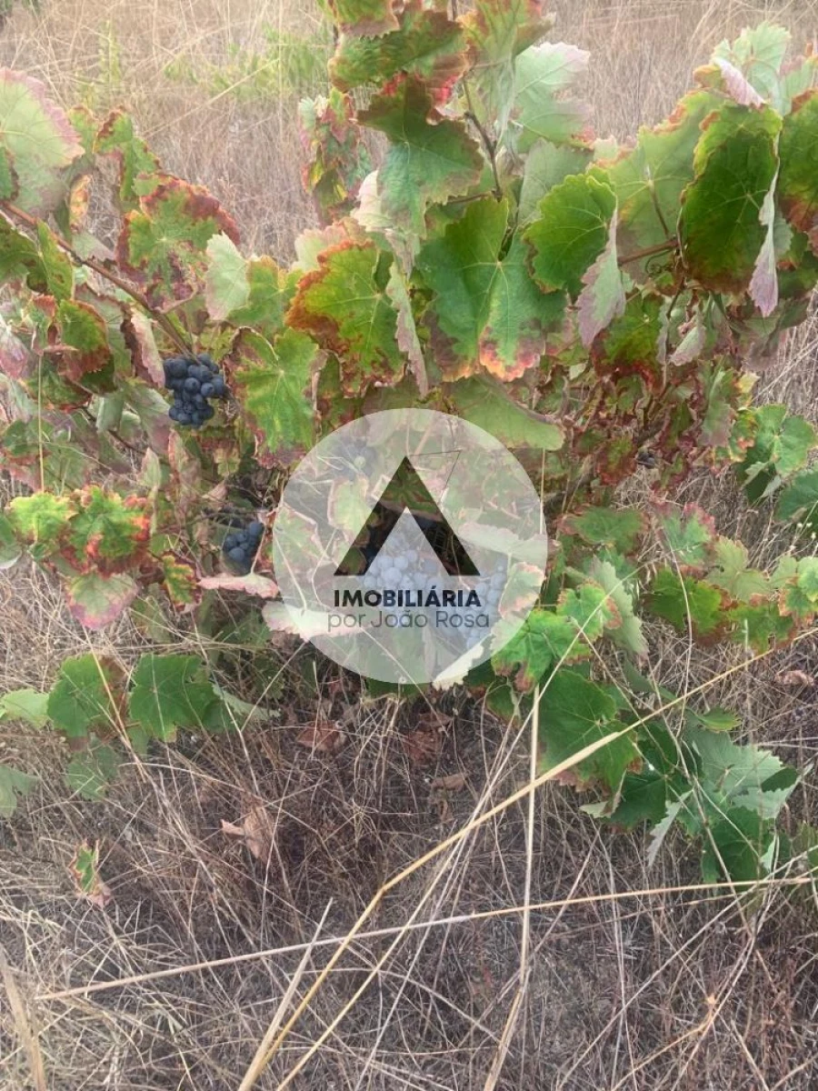 Terreno para Venda em Alcains Foto 16
