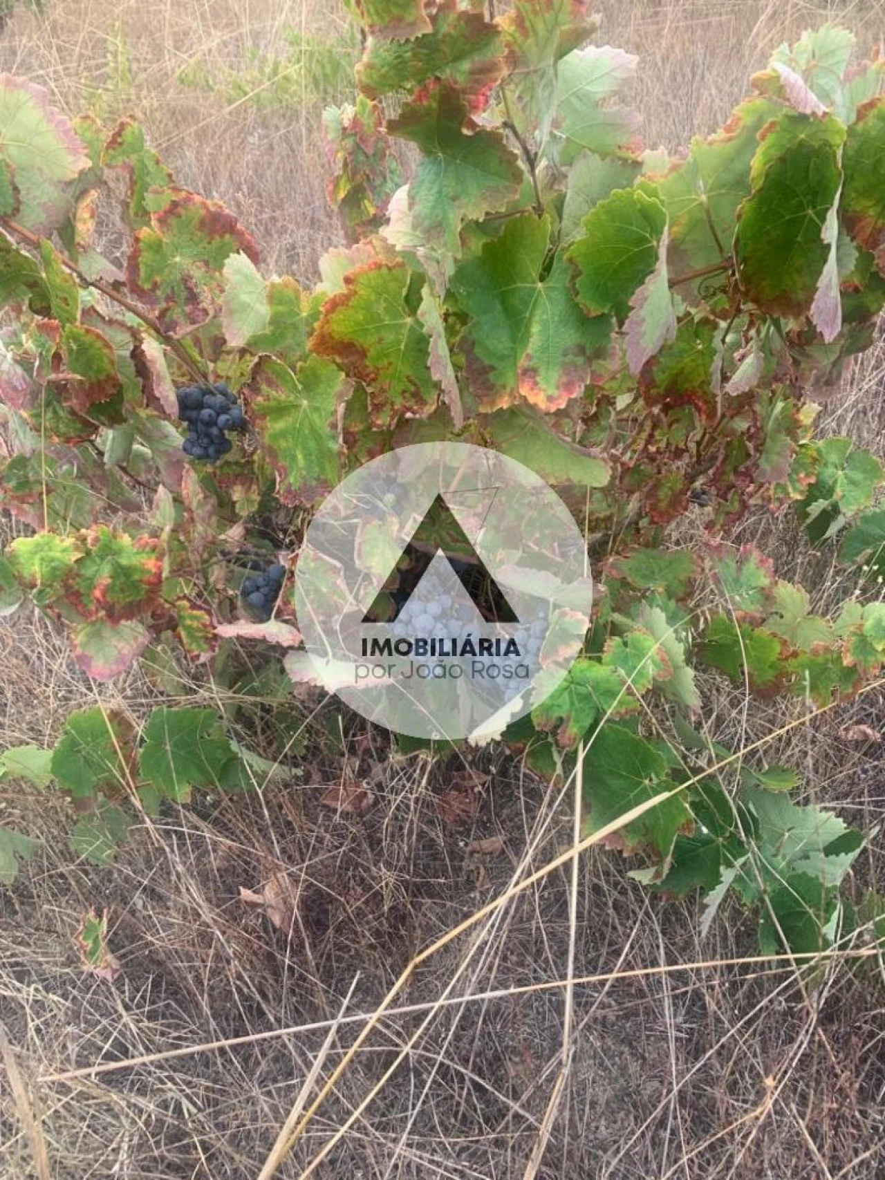 Terreno para Venda em Alcains Foto 16