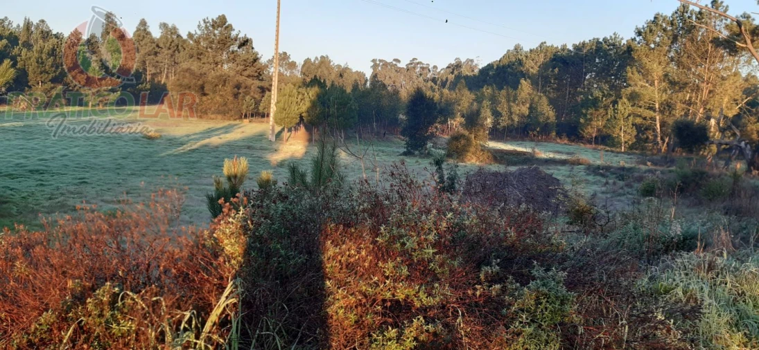 Terreno para Venda em Oliveira do Bairro Foto 2