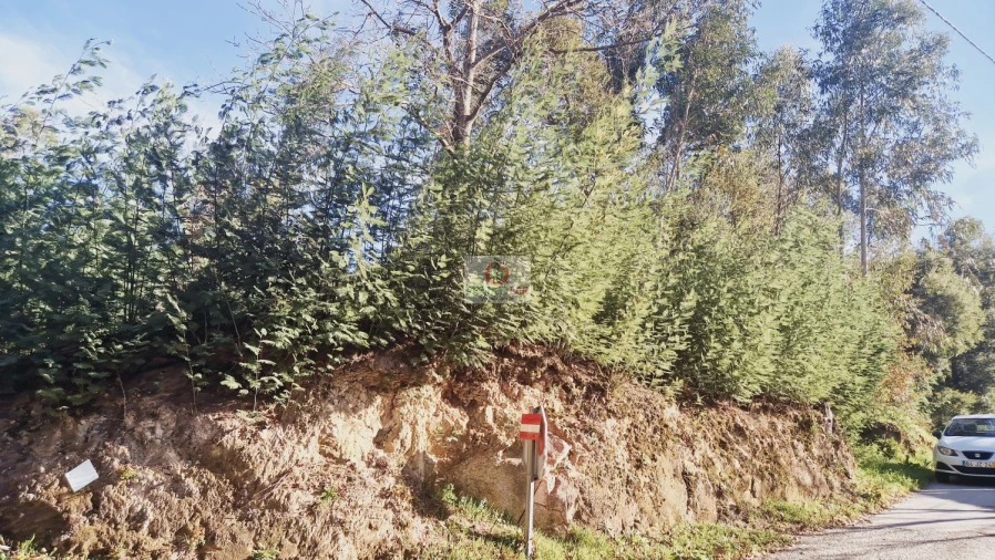 Terreno para Venda em Cedrim e Paradela Foto 7