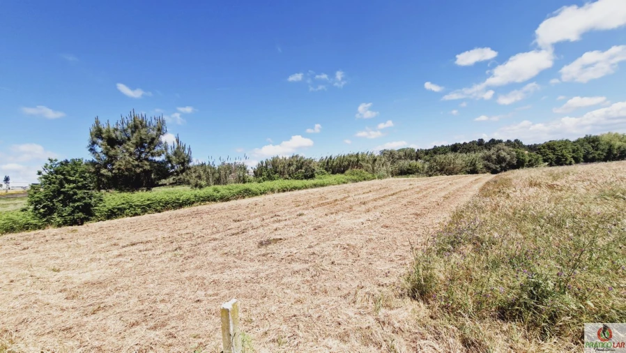 Terreno para Venda em Oliveira do Bairro