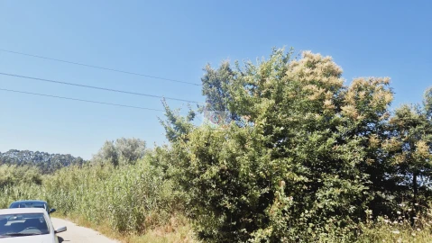 Terreno para Venda em Bustos, Troviscal e Mamarrosa