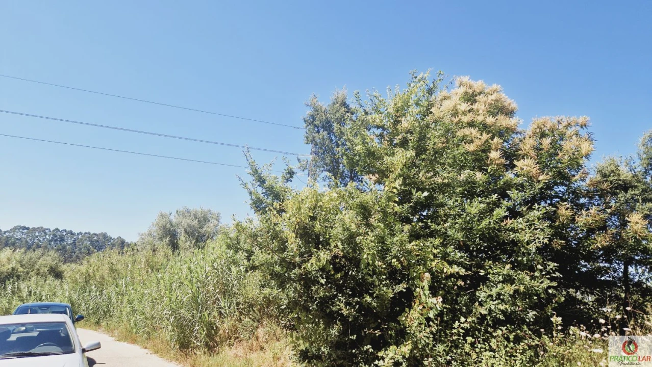 Terreno para Venda em Bustos, Troviscal e Mamarrosa Foto 3