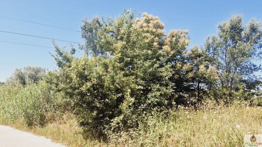 Terreno para Venda em Bustos, Troviscal e Mamarrosa Foto 2