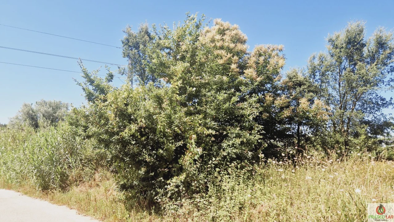 Terreno para Venda em Bustos, Troviscal e Mamarrosa Foto 2