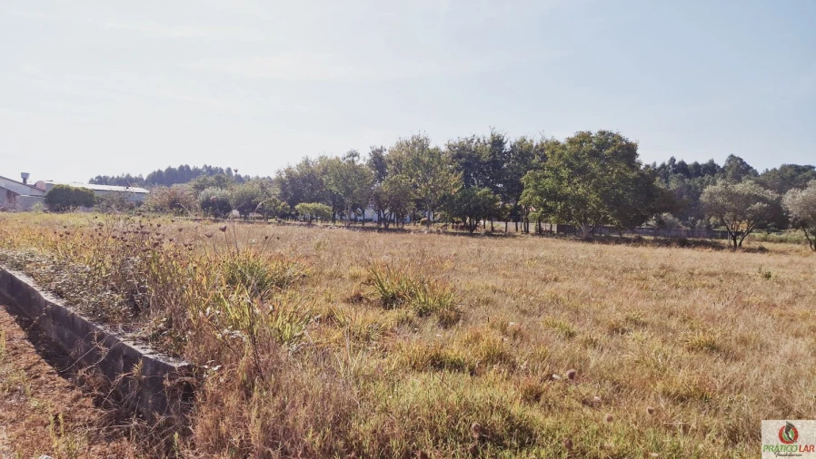 Terreno para Venda em Bustos, Troviscal e Mamarrosa Foto 3