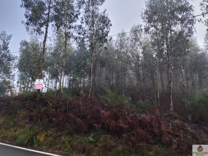 Terreno para Venda em Cedrim e Paradela Foto 4