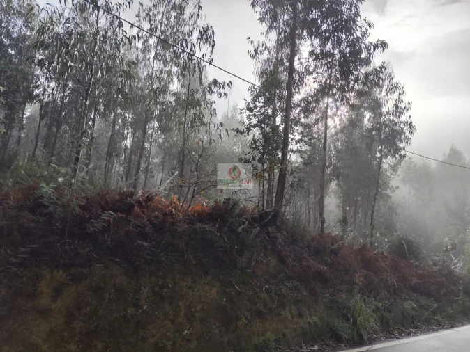Terreno para Venda em Cedrim e Paradela Foto 13