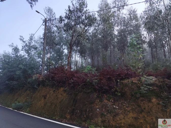 Terreno para Venda em Cedrim e Paradela Foto 6