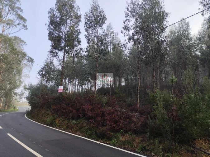 Terreno para Venda em Cedrim e Paradela Foto 3