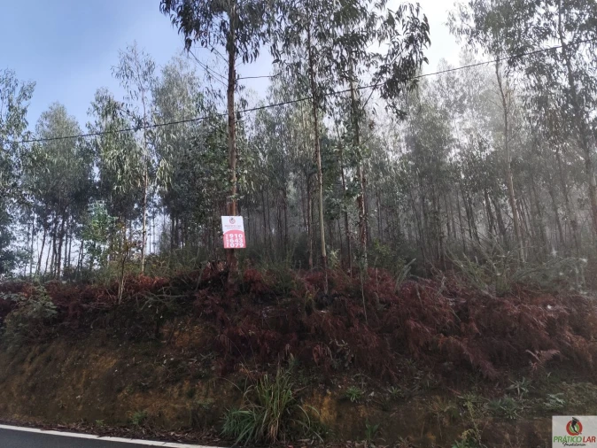 Terreno para Venda em Cedrim e Paradela Foto 14
