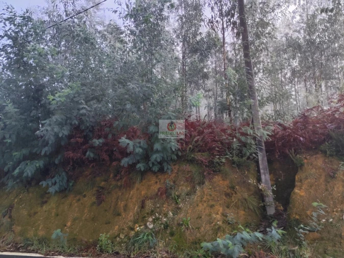 Terreno para Venda em Cedrim e Paradela Foto 7
