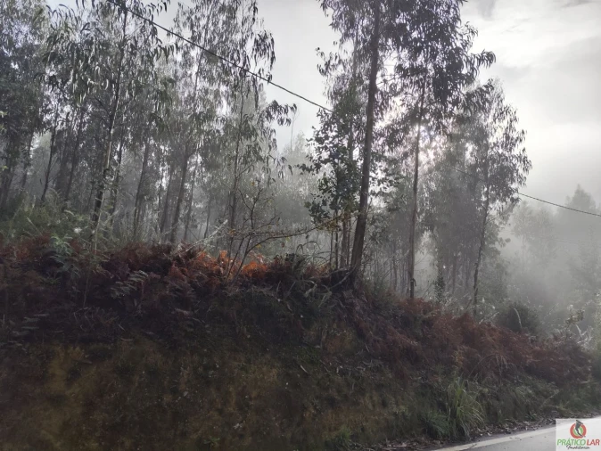 Terreno para Venda em Cedrim e Paradela Foto 13