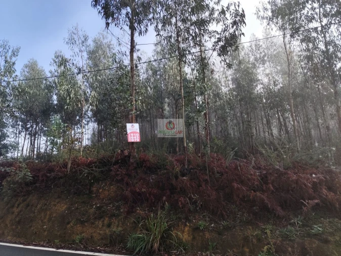 Terreno para Venda em Cedrim e Paradela Foto 14