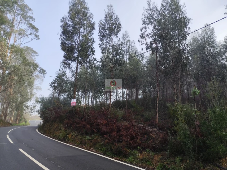 Terreno para Venda em Cedrim e Paradela Foto 2