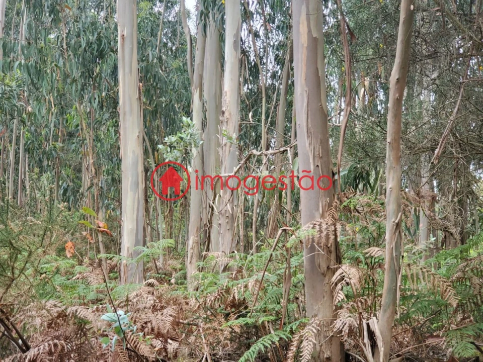 Terreno para Venda em Valença, Cristelo Covo e Arão Foto 2