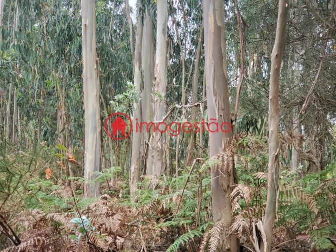 Terreno para Venda em Valença, Cristelo Covo e Arão Foto 2