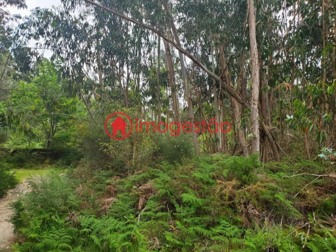 Terreno para Venda em Valença, Cristelo Covo e Arão Foto 3