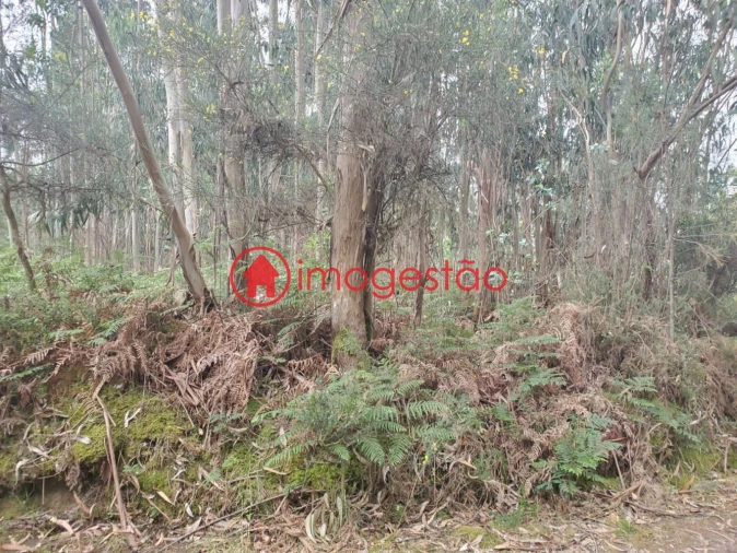 Terreno para Venda em Valença, Cristelo Covo e Arão Foto 6