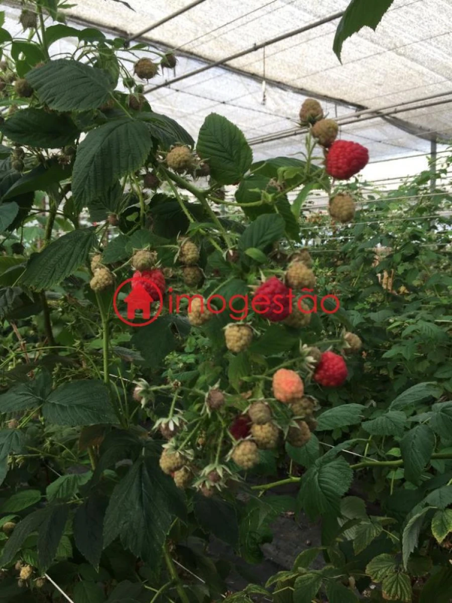 Quinta T0 para Venda em Cerdal Foto 20