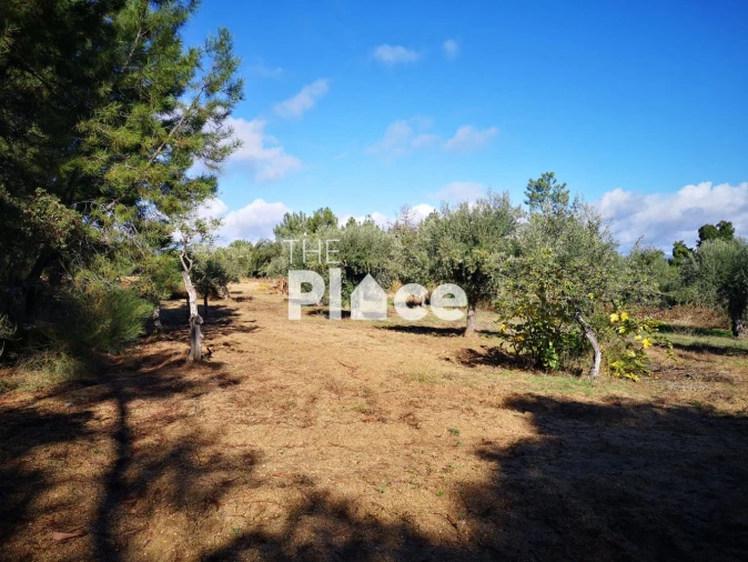 Terreno para Venda em Castelo Branco Foto 2