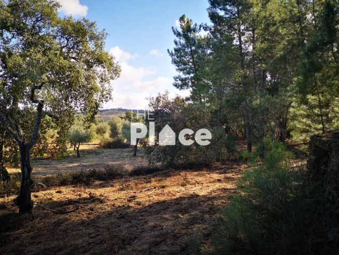 Terreno para Venda em Castelo Branco Foto 9