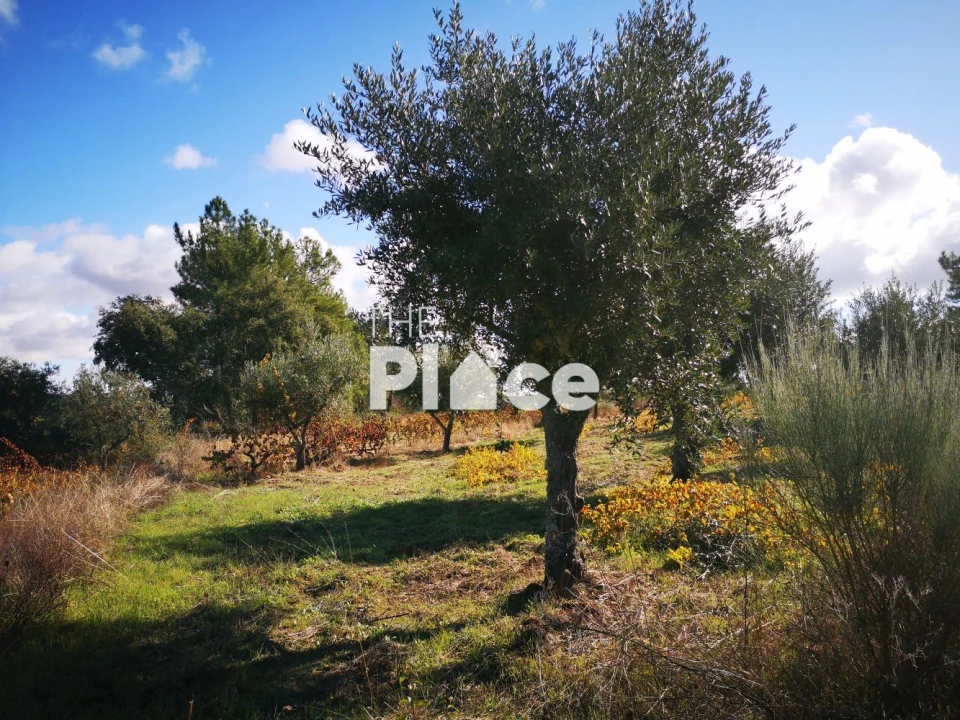 Terreno para Venda em Castelo Branco Foto 11
