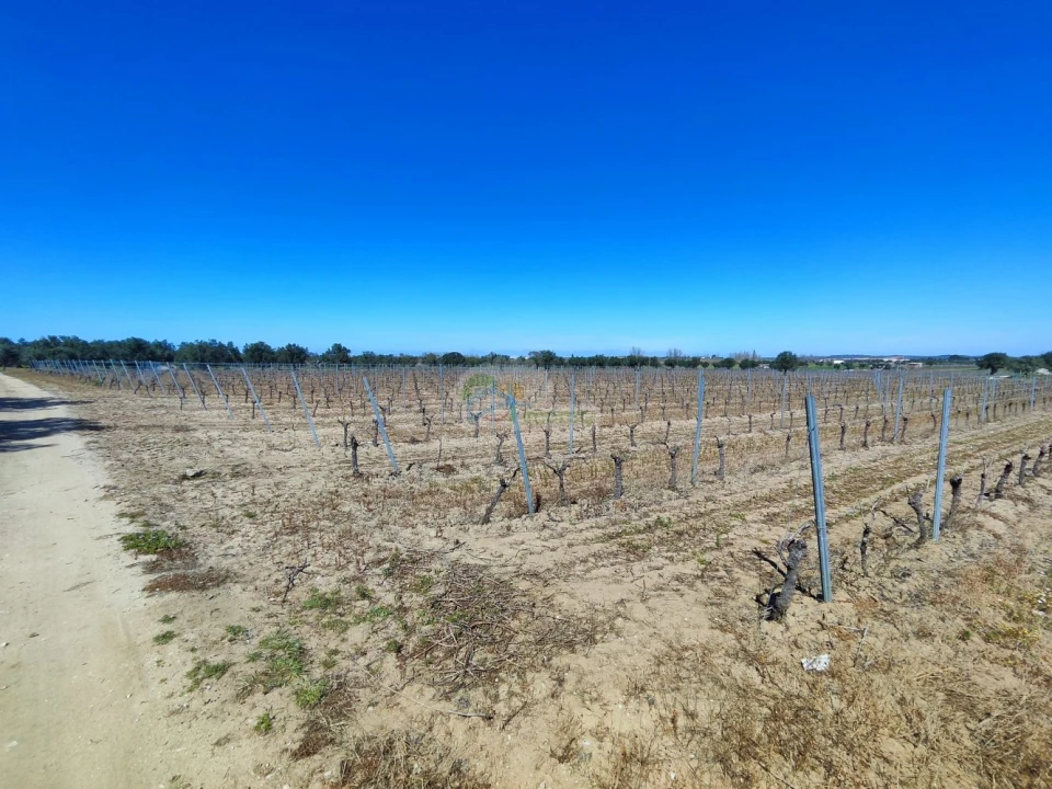 Terreno para Venda em Reguengos de Monsaraz Foto 2