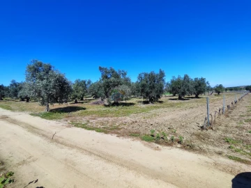 Terreno para Venda em Reguengos de Monsaraz