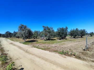 Terreno para Venda em Reguengos de Monsaraz