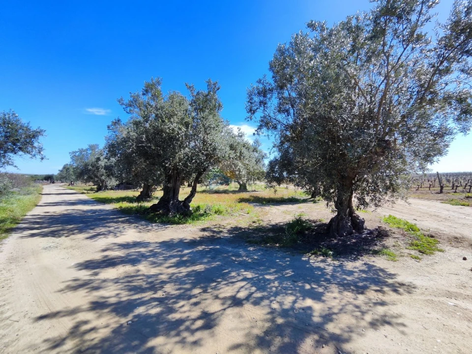 Terreno para Venda em Reguengos de Monsaraz Foto 6