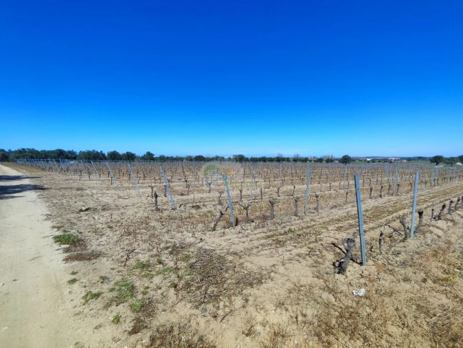 Terreno para Venda em Reguengos de Monsaraz Foto 2