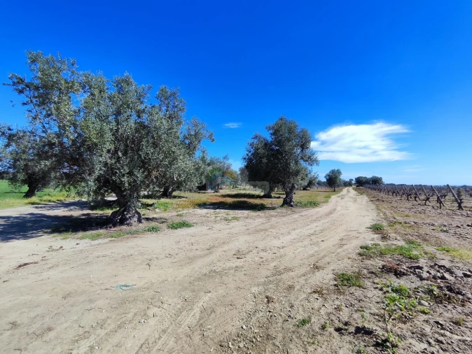 Terreno para Venda em Reguengos de Monsaraz Foto 7
