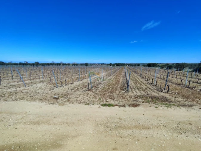 Terreno para Venda em Reguengos de Monsaraz Foto 11