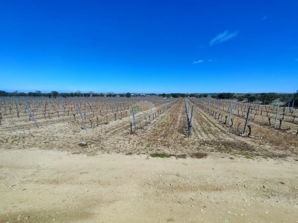 Terreno para Venda em Reguengos de Monsaraz Foto 11