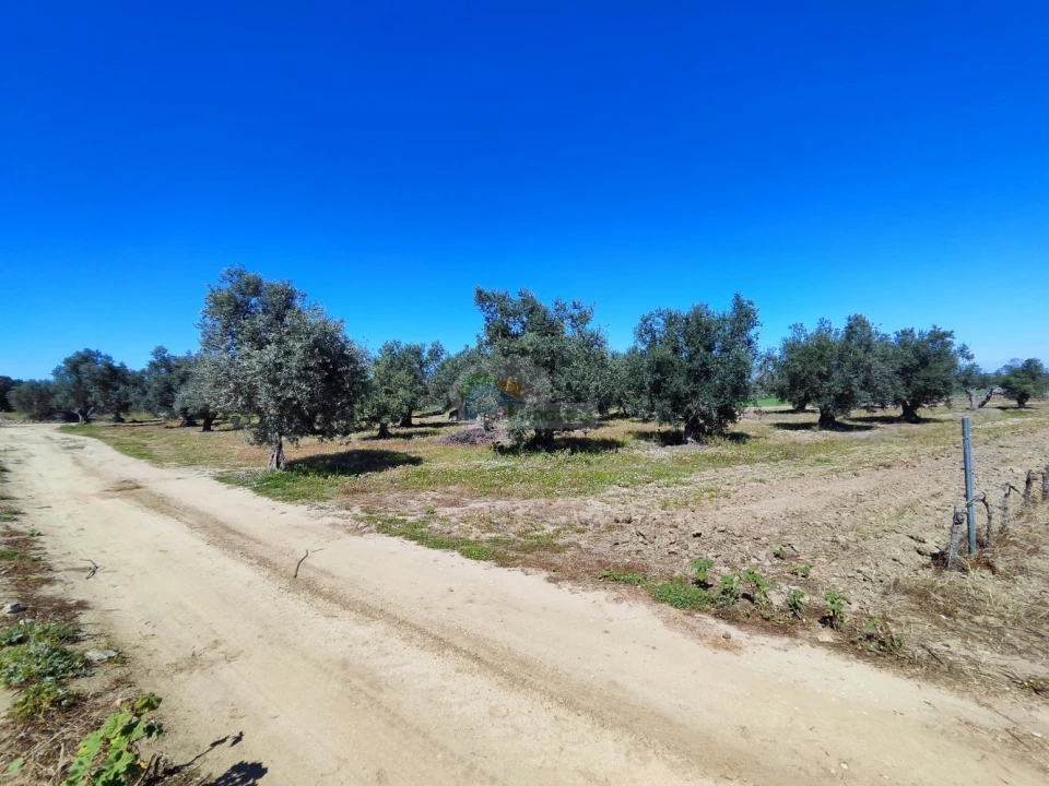 Terreno para Venda em Reguengos de Monsaraz Foto 8