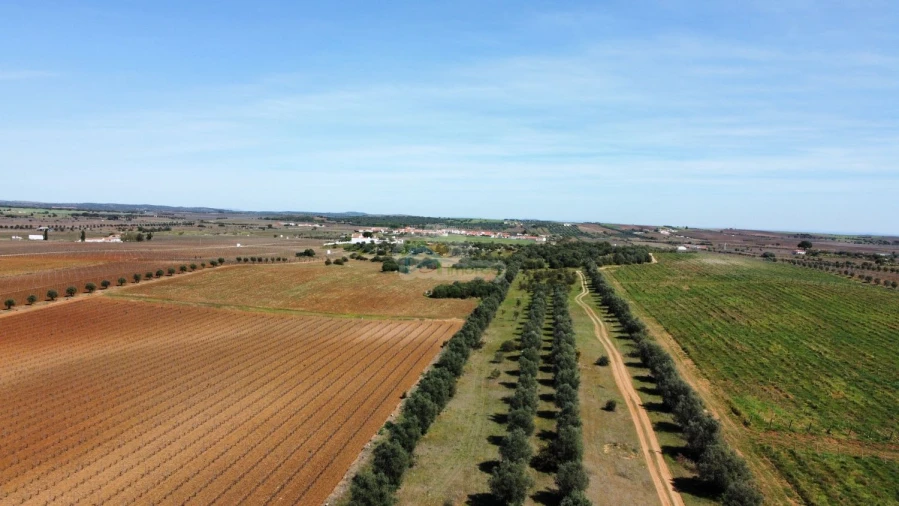 Terreno para Venda em São Manços e São Vicente do Pigeiro Foto 2